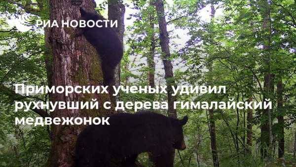 Приморских ученых удивил рухнувший с дерева гималайский медвежонок - vestirossii.com - Приморье край - Владивосток