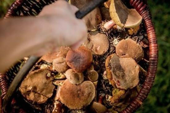 Михаил Вишневский - Эксперт рассказал о свойствах самого дорогого в мире гриба - pnp.ru - Россия - Китай