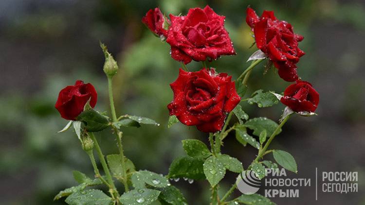 Чего ждать от погоды в Крыму во вторник: прогноз синоптиков - crimea.ria.ru - Крым - Симферополь - Севастополь
