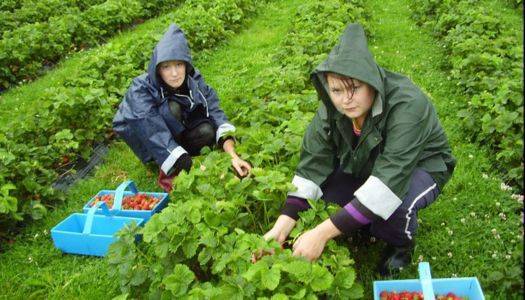 Українці склали близько 80% нелегальних іноземних працівників у Чехії - newformat.info - Україна
