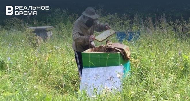 В Минэкономразвития РФ ответили на обвинения в причастности к массовой гибели пчел - realnoevremya.ru - Россия