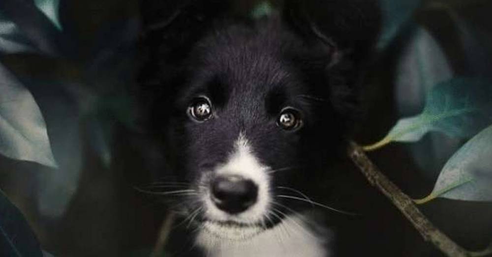 Фотограф из Чехии делает самые эмоциональные снимки собак - factsinter.com - Чехия