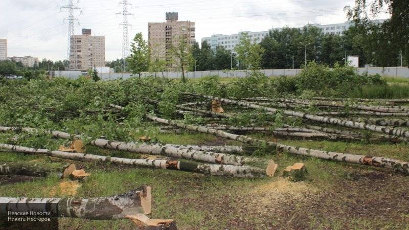 Александр Беглов - Кристина Амелина - Беглов прокомментировал ситуацию с вырубкой деревьев в Муринском парке - nation-news.ru - Россия - Санкт-Петербург