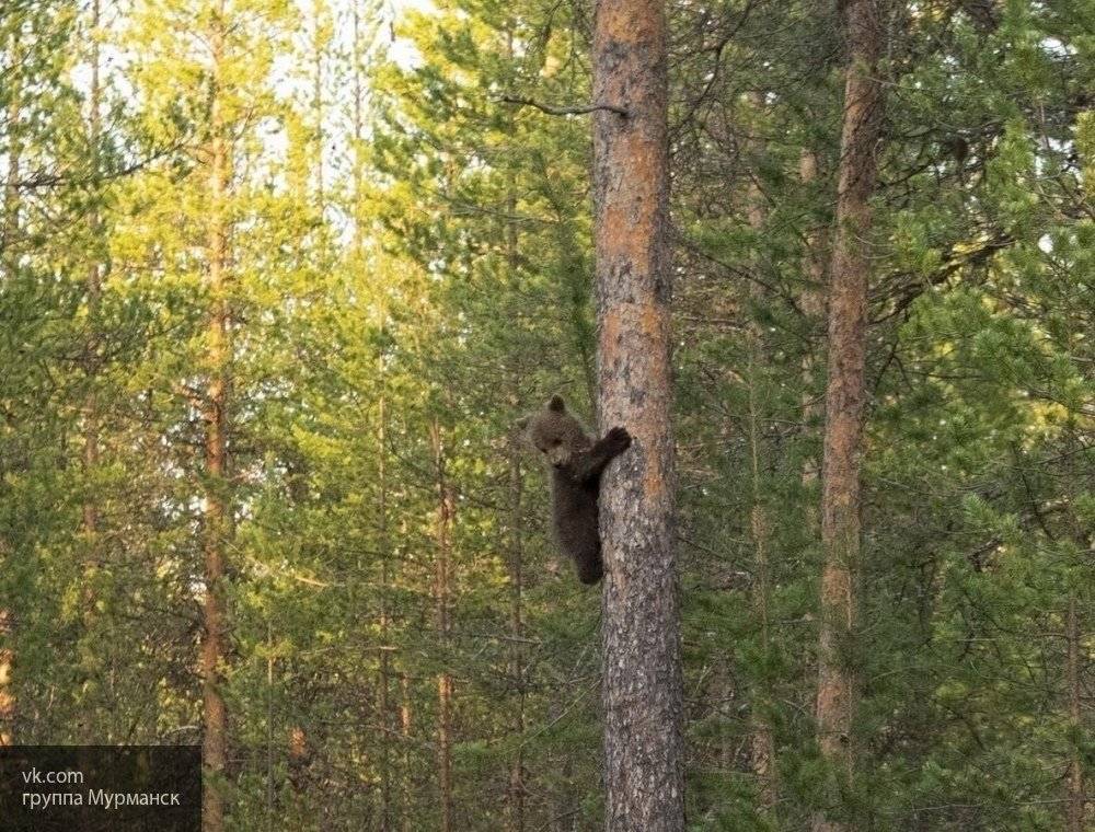 Приморские ученые случайно сняли на видео падающего с дерева медвежонка - newinform.com - Приморье край - Приморье