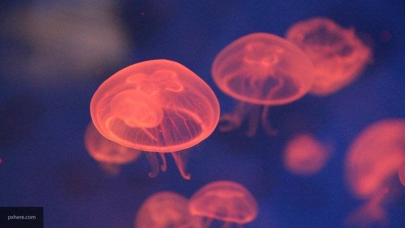 Мария Федорова - Дайверы из Великобритании засняли медузу размером с человека - nation-news.ru - Англия