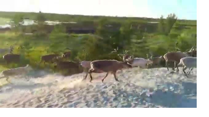 На Ямале рабочие сняли на видео охоту медведя на оленей - piter.tv - Хабаровск