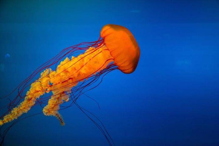 Видео медузы размером с человека появилось в Сети - vm.ru - Англия - Австралия - Великобритания