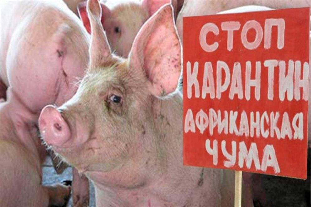 Александр Смекалин - Очаг ликвидирован, риски распространения инфекции минимальны - ulpravda.ru - Ульяновская