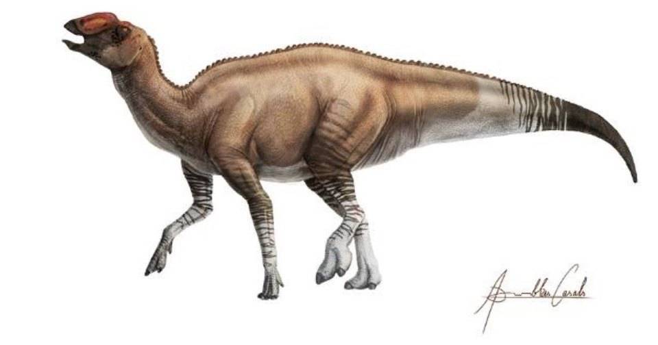 Описан ранее неизвестный утконосый динозавр - popmech.ru - США - Техас