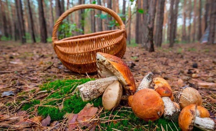 Пошли за грибами и потерялись. В лесу под Речицей нашли заблудившихся маму с ребенком - gomel.today - Белоруссия - район Речицкий