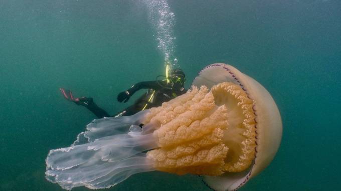 У берегов Англии дайверы сделали снимок медузы размером с человека - piter.tv - Англия
