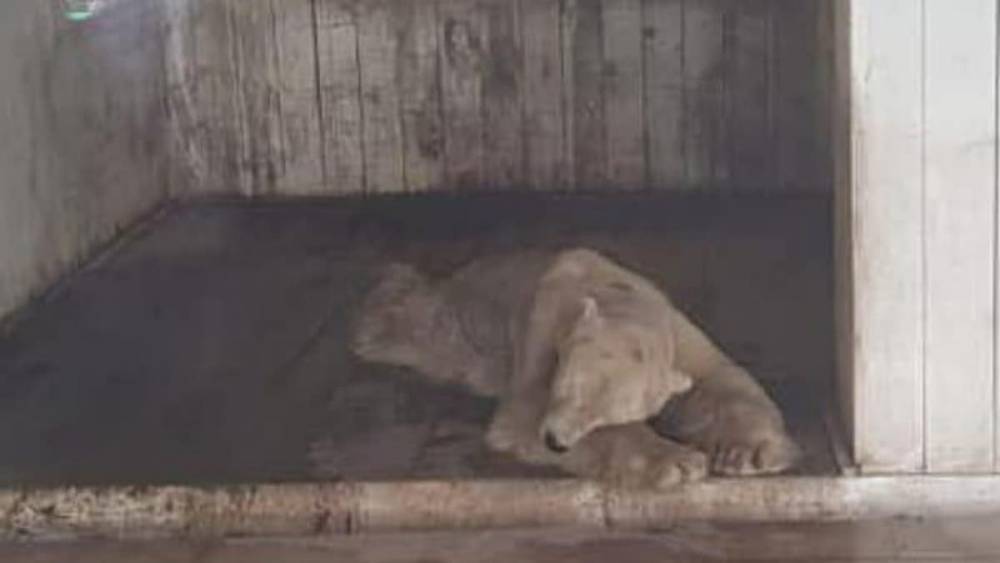 Бакытжан Сагинтаев - "Сердце разрывается": состояние белого медведя из зоопарка обеспокоило алматинцев (фото, видео) - nur.kz - Алма-Ата