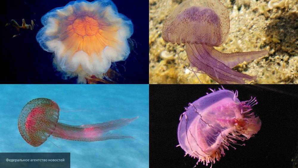 Фото медузы размером с человеческий рост обнародовано в Сети - newinform.com