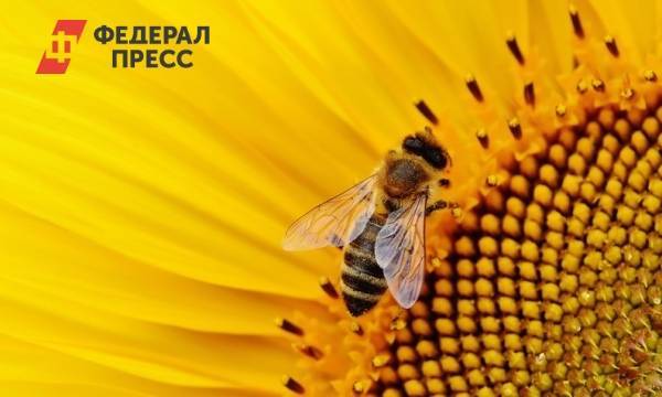 Юлия Мелано - Минэкономразвития отвергло обвинения Россельхознадзора в причастности к массовой гибели пчел | Москва | ФедералПресс - fedpress.ru - Москва - респ. Удмуртия - Россельхознадзор