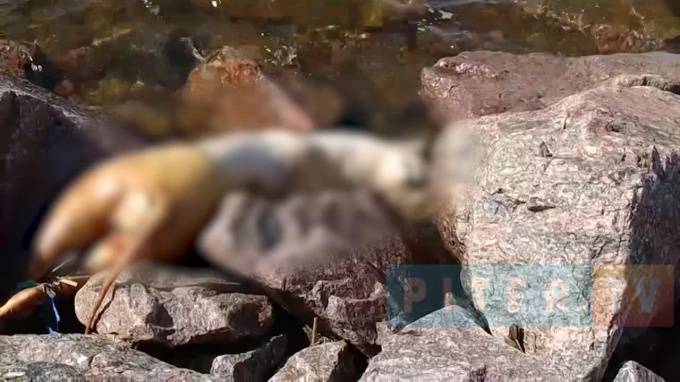 В Кронштадте мужчины избили до смерти собаку и выкинули в Финский залив - piter.tv - Кронштадт