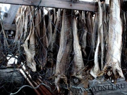 Архангельская рыбопродукция экспортирована в США, Китай и Польшу - lentanovosti.ru - Китай - США - Польша - Карелия - окр.Ненецкий - Архангельская обл. - Санкт-Петербург