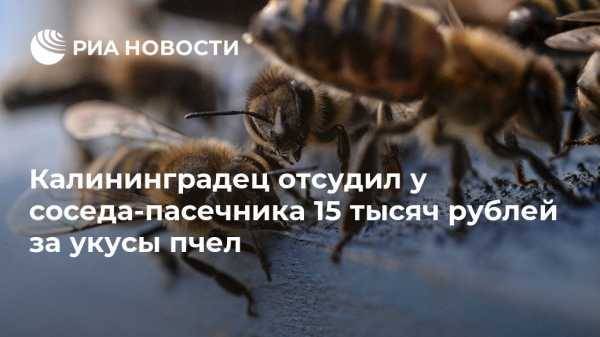 Калининградец отсудил у соседа-пасечника 15 тысяч рублей за укусы пчел - vestirossii.com - Калининград - Калининградская обл.