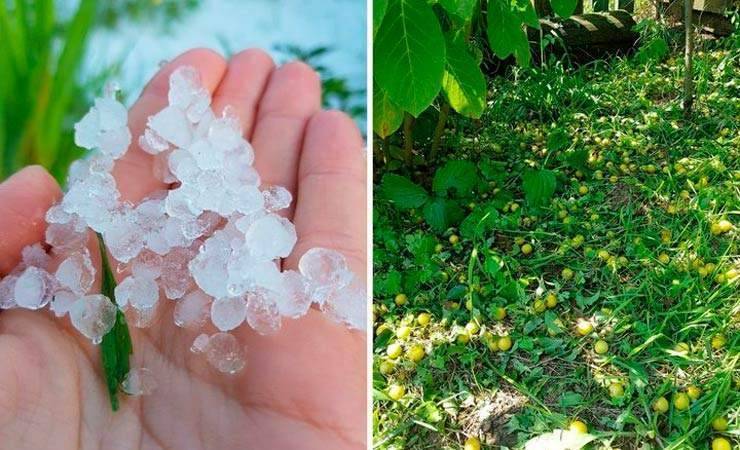 Видеофакт: град засыпал огороды в Петриковском районе - gomel.today - Белоруссия - район Петриковский