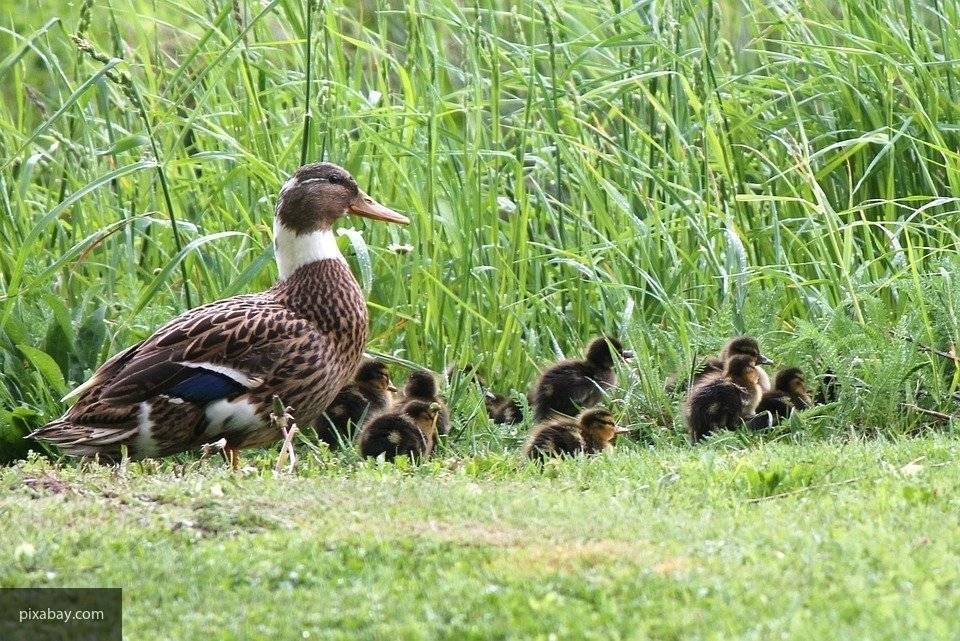 Несколько утят были спасены из шахты водосбора на реке в Петербурге - newinform.com - Санкт-Петербург