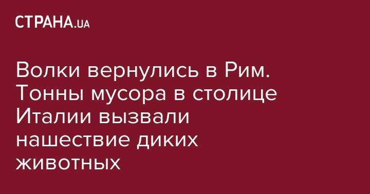 Волки вернулись в Рим. Тонны мусора в столице Италии вызвали нашествие диких животных - strana.ua - США - Италия - Рим