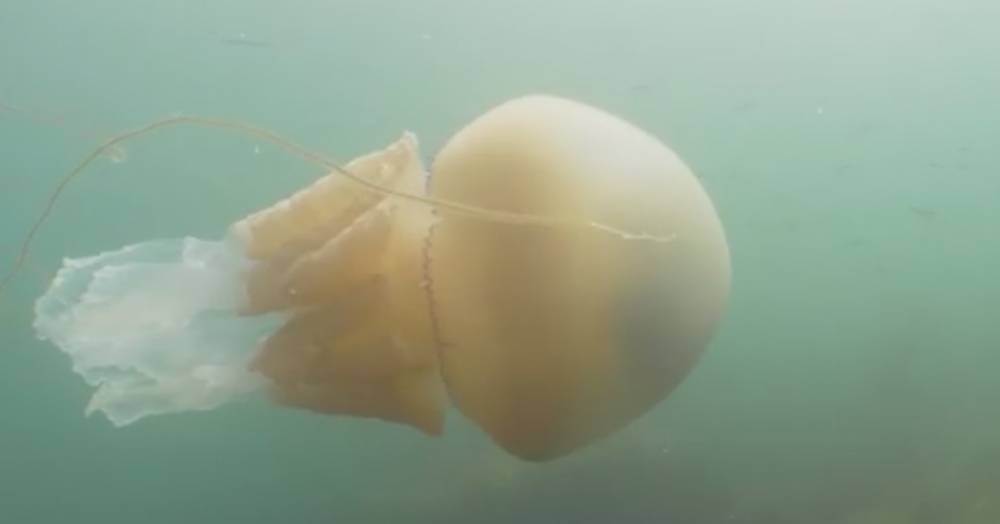 Дайверы засняли гигантскую медузу: видео - popmech.ru - Будущее