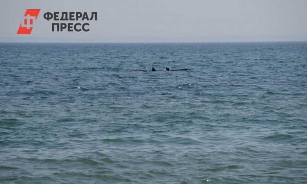 Вторая партия косаток из «китовой тюрьмы» вернулась домой в Охотское море | Приморский край | ФедералПресс - fedpress.ru - Якутск - Ноябрьск - Хабаровск - Экология