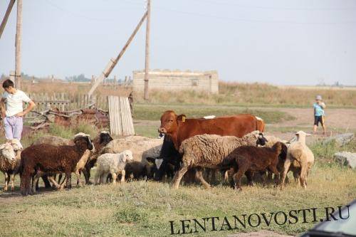 Аул задыхается от дефицита кадров - lentanovosti.ru - Россия - Казахстан - Шымкент