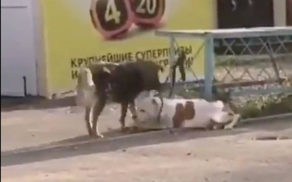 Бродячий пёс пытался спасти привязанного к забору питбуля. Но не тут-то было! - lemurov.net - Новороссийск