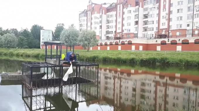 Водолазы спасли утят из очистительного коллектора реки Новой - piter.tv - Санкт-Петербург