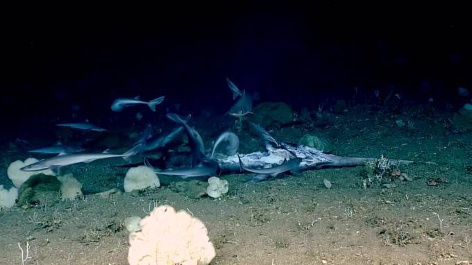 Видео: на глубине 450 метров стая маленьких акул съела рыбу-меч - piter.tv - США