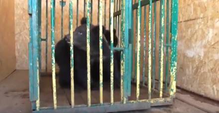 Медвежат, выросших в&nbsp;зоопарке «Мишутка», выпустят в&nbsp;Керженский заповедник - vgoroden.ru - район Борский