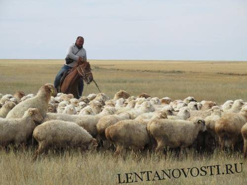 Кто поддержит мелкотоварное производство? - lentanovosti.ru - Туркестан