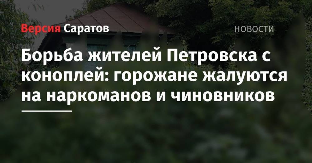Борьба жителей Петровска с коноплей: горожане жалуются на наркоманов и чиновников - nversia.ru - Петровск