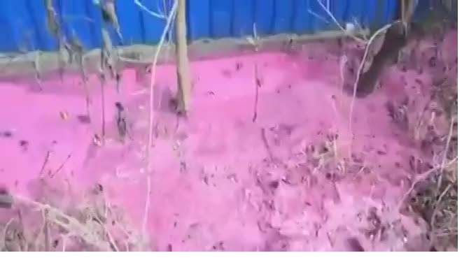 Жители Ставрополья сняли на видео ярко-розовый ручей - piter.tv - Санкт-Петербург - Ставрополье