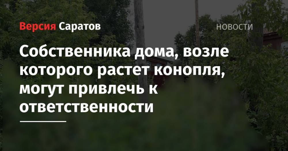 Собственника дома, возле которого растет конопля, могут привлечь к ответственности - nversia.ru - Россия - Саратовская обл. - Петровск
