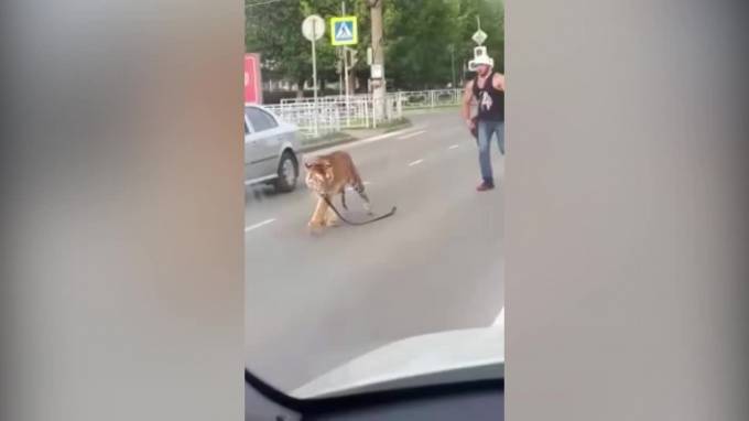 В Иваново тигр выбежал из машины на проезжую часть и попал на видео - piter.tv - Индия - Иваново
