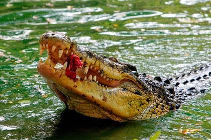 Мужчина помылся в реке и погиб в пасти крокодила - lenta.ru - Австралия - India - Папуа Новая Гвинея