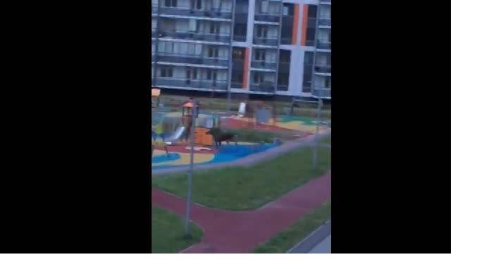 Жители Мурино снова увидели бегающего по дворам лосенка (видео) - piter.tv - Мурино