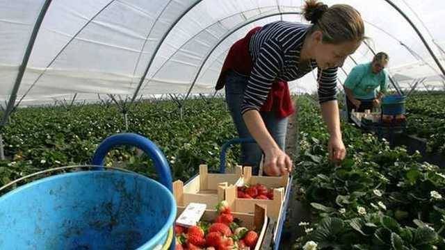 Хочется плакать. Вот как украинцы трудятся в Польше. Шокирующее видео - elise.com.ua - Россия - Украина - Венгрия - Польша - Словакия