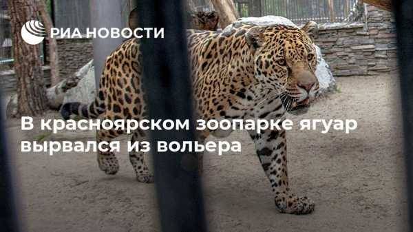 В красноярском зоопарке ягуар вырвался из вольера - vestirossii.com - Красноярск