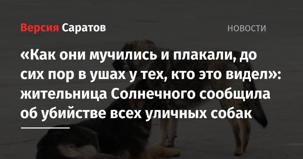 «Как они мучились и плакали, до сих пор в ушах у тех, кто это видел»: жители Солнечного сообщили об убийстве всех уличных собак. Возбуждено уголовное дело - nversia.ru - Саратов