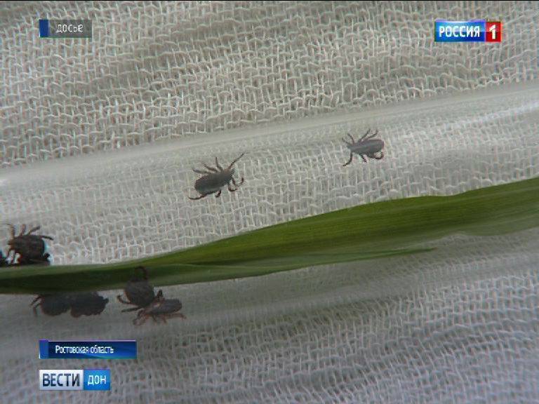 Клещи атакуют: пострадали почти 6 тысяч жителей Дона, 1800 из них - дети - dontr.ru - Ростов-На-Дону - Ростовская обл. - Пролетарск - Сальск