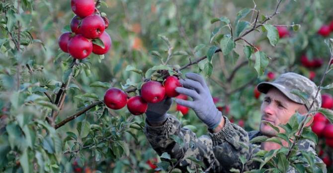 Vladimir Putin - Minsk pushing for removal of Russia’s sanctions on importing Belarus apples - udf.by - Belarus - Eu - Ukraine - Russia