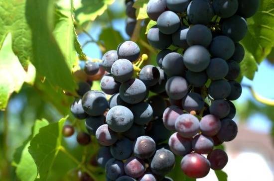 Константин Бахарев - Виноградарство могут отнести к сельскохозяйственному производству - pnp.ru - Крым