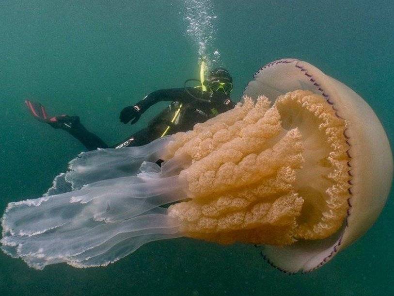 Медузу-корнерота невиданного размера обнаружили у берегов Англии - polit.ru - Англия - Экология