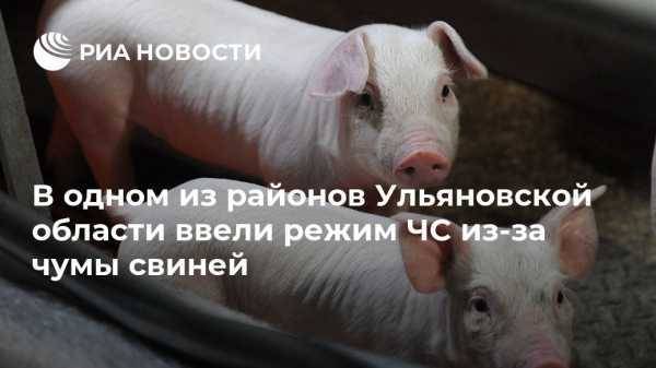 Александр Смекалин - В одном из районов Ульяновской области ввели режим ЧС из-за чумы свиней - vestirossii.com - Ульяновская