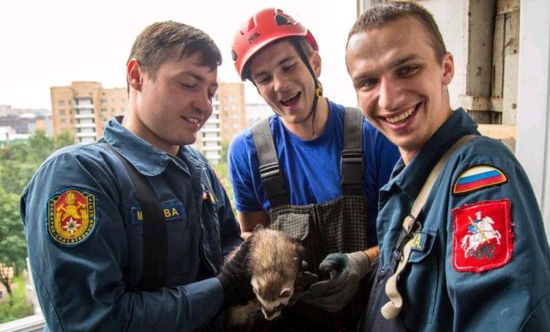 Застрявшего на чужом балконе хорька освободили спасатели в Москве - vm.ru - Москва