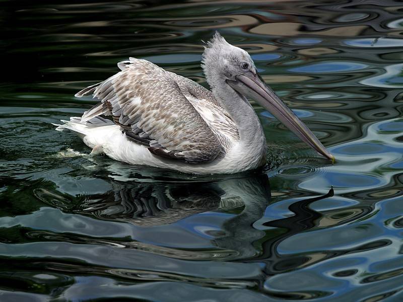 Розовый пеликан вылупился в Московском зоопарке - news.ru - Москва