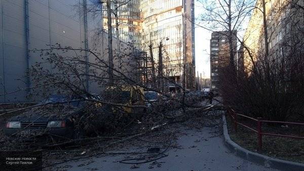 Дерево упало на пять машин и газовую трубу в Москве - newinform.com - Москва - Англия - Москва