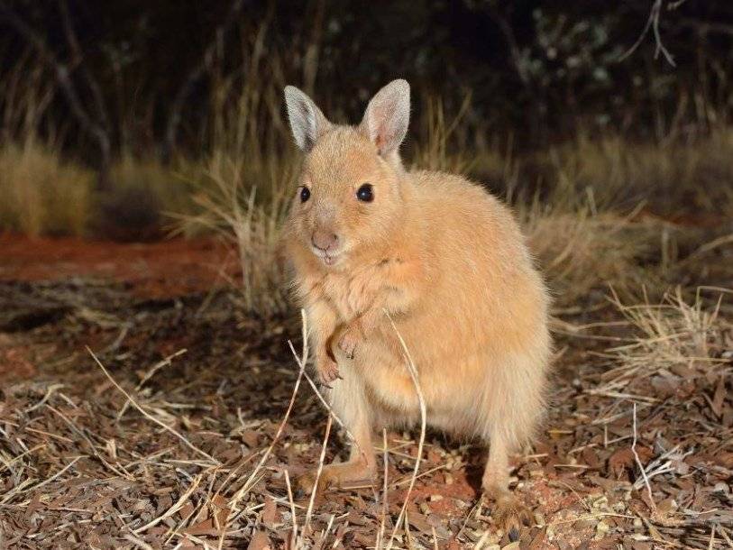 Рыжий валлаби-заяц вернулся на австралийский континент - polit.ru - Австралия
